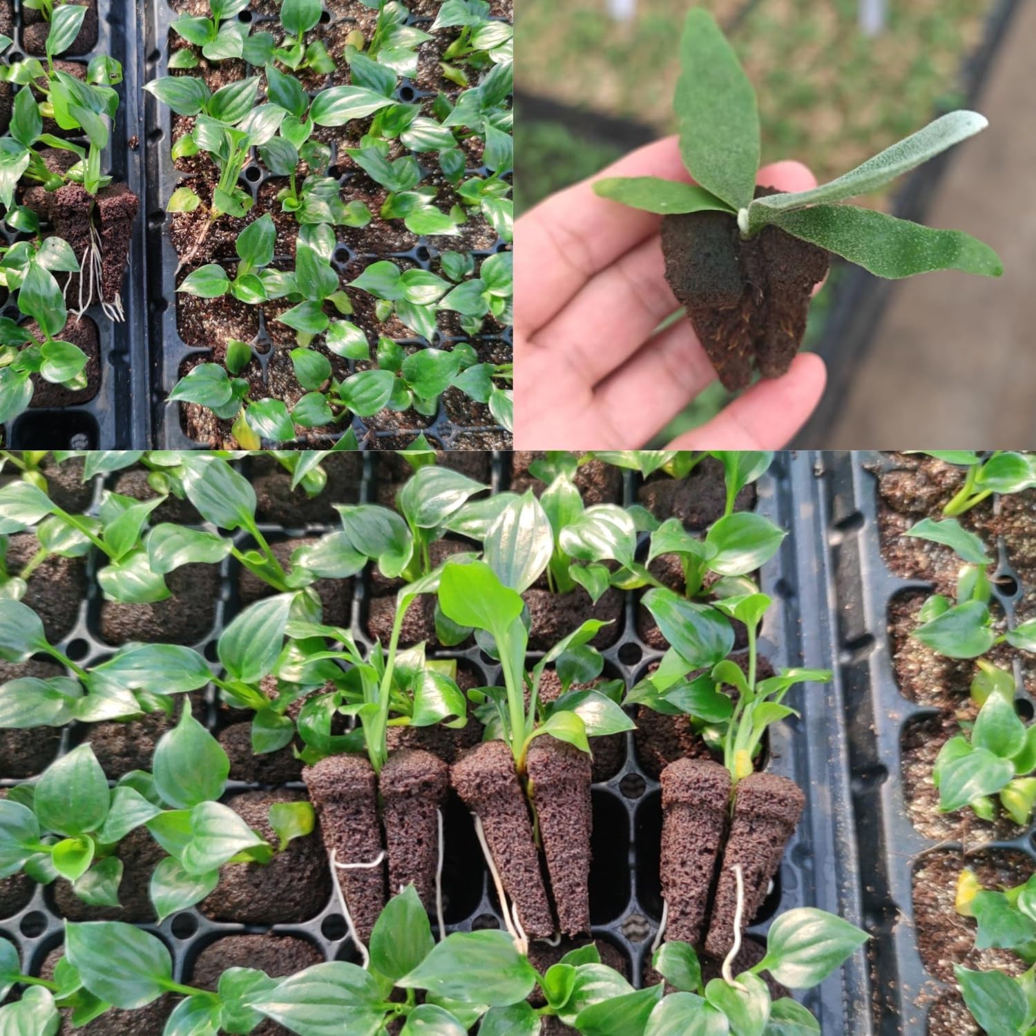 Hydroponic Rapid Grow Rooting  - đánh giá và giá Seed Starter Trays