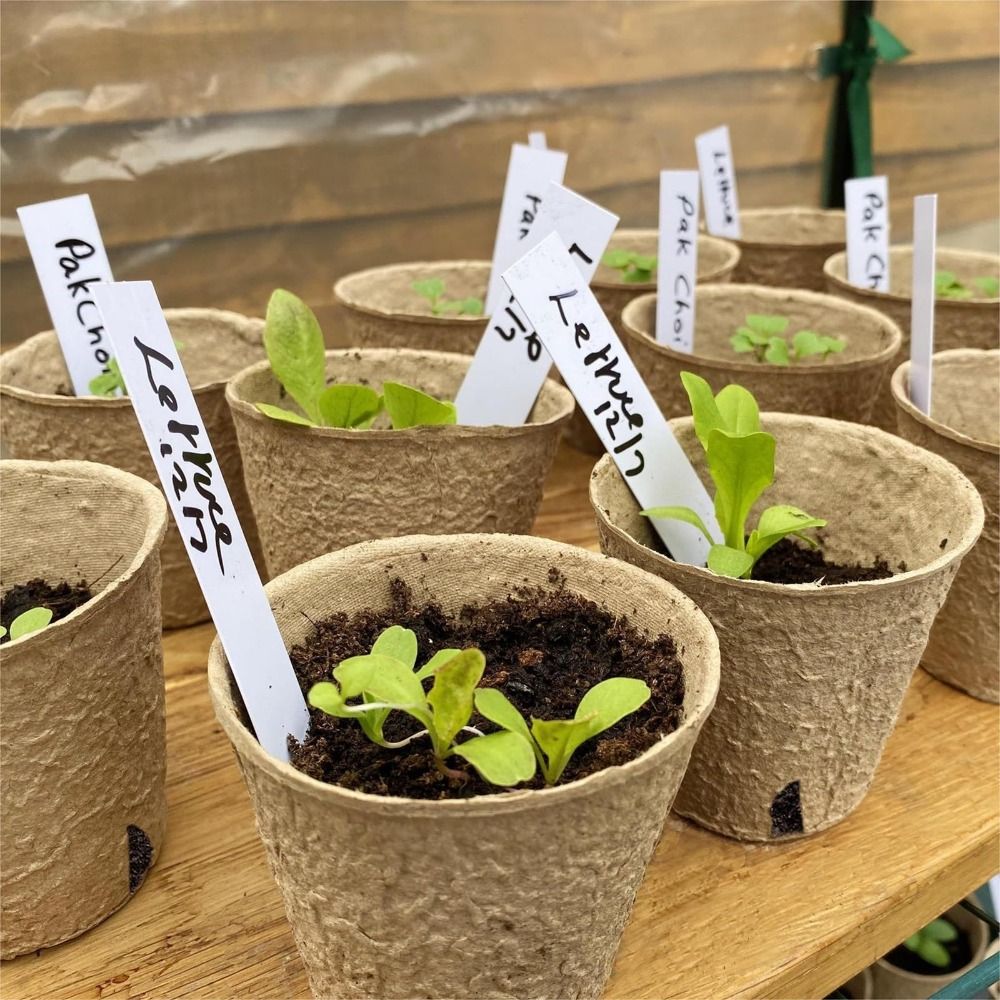 50PCS Biodegradable Plant Star - đánh giá và giá Seed Starter Trays